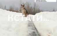 Хатико по-нижегородски — случайно выпрыгнувший из электрички пес, вторую неделю ждет хозяина