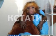 Стать приемной матерью для маленьких обезьян пришлось сотрудникам зоопарка