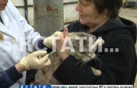 В деревне Бешенцево началась вакцинация животных от бешенства