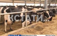 Инновационные ошейники для коров позволяют контролировать удой и самочувствие животных