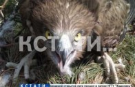 Уникальная находка орнитологов — в Володарском районе обнаружено гнездо ястреба-змееяда