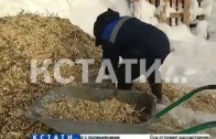 Остатки новогодних праздников попали на стол животным в нижегородском зоопарке