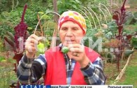 Неурожай обрушился на Нижегородскую область — холодное лето оставило садоводов без овощей и фруктов