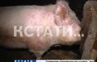 Из-за африканской чумы свиней уничтожат в фермерских хозяйствах Семеновского района