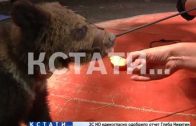 Подброшенный артист — выброшенного медвежонка приютили в цирке
