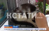 АНОНС: В Заволжье женщина выбросила соседского кота с шестого этажа