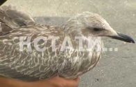 Птичий санаторий для раненой чайки устроили на заправке в Нижнем Новгороде