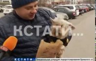 Собачье дело — тенденции гигиены домашних животных дошли до Нижнего Новгорода