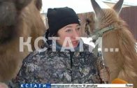 Верблюды, ламы и северные олени разгуливают по нижегородским улицам