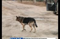 Лекарство для гибели — в Арзамасском районе начали массово травить собак