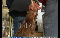 Дрессированная птица — курица выполняет команды и ходит в магазин