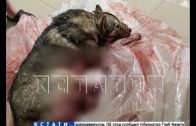 Житель Кстовского района расстрелял собаку на глазах у детей