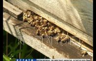Пчелы на пасеках Перевозского района погибли от массового отравления