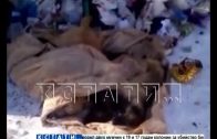 Мучительное самоуправство — в Кулебакском районе уличных собак отравили и выбросили на помойку