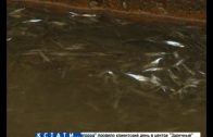 Тысячи рыб погибли в результате замора на Мещерском озере