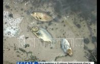 Массовый замор рыбы фиксируется в озерах разных районов Нижегородской области