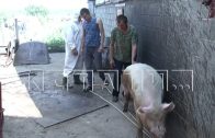 Из-за африканской чумы свиней, домашних животных забивают в Воротынском районе