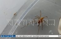 Ядовитые пауки неизвестно откуда появились в Балахне