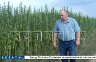 70 гектаров конопли высажены в Кстовском районе, первая партия уже отправлена на переработку