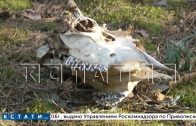 Лесной детектив — жители Дзержинска обнаружили останки растерзанного животного