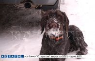 Звериные страсти в Советском районе — охотничья собака до смерти грызет соседских домашних питомцев