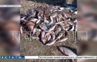 Массовая гибель нерестящейся рыбы на Горьковском водохранилище