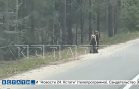 Три медвежонка вышли на прогулку на автотрассу в Борском районе