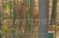 В Балахнинском зоопарке львица напала на женщину и затащила жертву в свой домик
