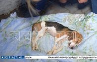 Жестокость под маской благополучия — в Дзержинске семья заморила свою собаку голодом до смерти