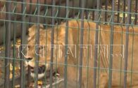 Дело о нападении льва на человека в зоопарке закрыто