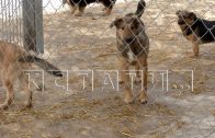 После нападения хозяйских собак на людей,в Н.Новгороде появятся законы,позволяющие наказывать хозяев