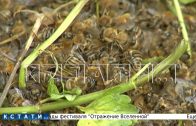 Из-за химикатов, которыми обработали поля, в Городецком районе массово гибнут пчелы