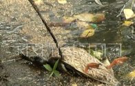Массовая гибель уток в течение двух недель фиксируется на городском озере в Канавинском районе