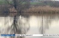 Лебединое озеро пытаются спасти в Лукояновском районе