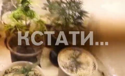 Наркоторговцы-агрономы задержаны в Ленинском районе