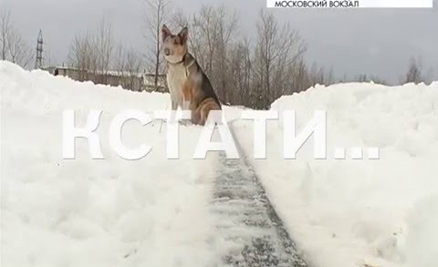 Хатико по-нижегородски — случайно выпрыгнувший из электрички пес, вторую неделю ждет хозяина