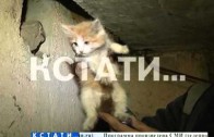 3 дня спасали котенка Винни-Пуха, застрявшего в вентиляционной шахте