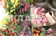 Цветочное разнообразие радует нижегородцев в преддверии 8 марта