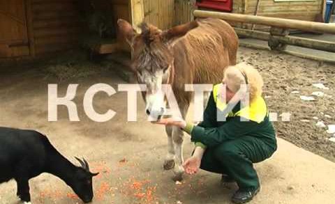 В нижегородском зоопарке животных угощали блинами