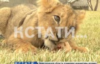 Настоящую львицу в качестве домашнего животного завел житель Сормовского района
