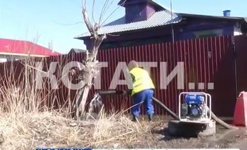 Плавающие утки в огороде — паводок пришёл в город