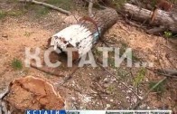 Упавший тополь покалечил двух подростков в Автозаводском районе