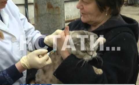 В деревне Бешенцево началась вакцинация животных от бешенства