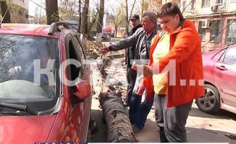 Забытое коммунальщиками дерево рухнуло на автомобиль и прохожих