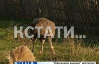 9 страусов арестованы в Шахунском районе