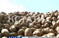 Продуктовый вандализм или вынужденная необходимость — тонны свежей картошки выбросили на поле