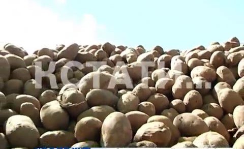 Продуктовый вандализм или вынужденная необходимость — тонны свежей картошки выбросили на поле