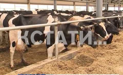 Инновационные ошейники для коров позволяют контролировать удой и самочувствие животных