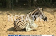 Полосатый рейс — в нижегородский зоопарк прибыла парочка зебр