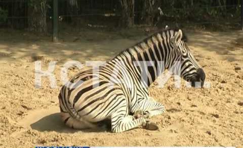 Полосатый рейс — в нижегородский зоопарк прибыла парочка зебр